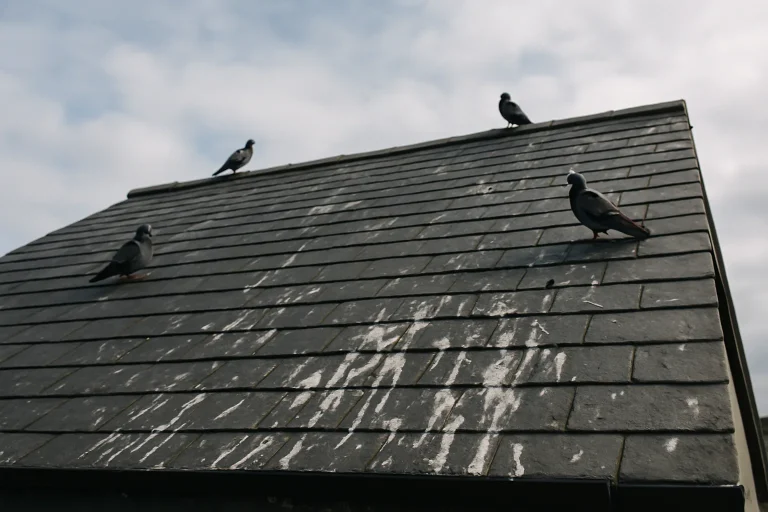 Toiture en ardoise avec des fientes de pigeon et quelques pigeons perchés.